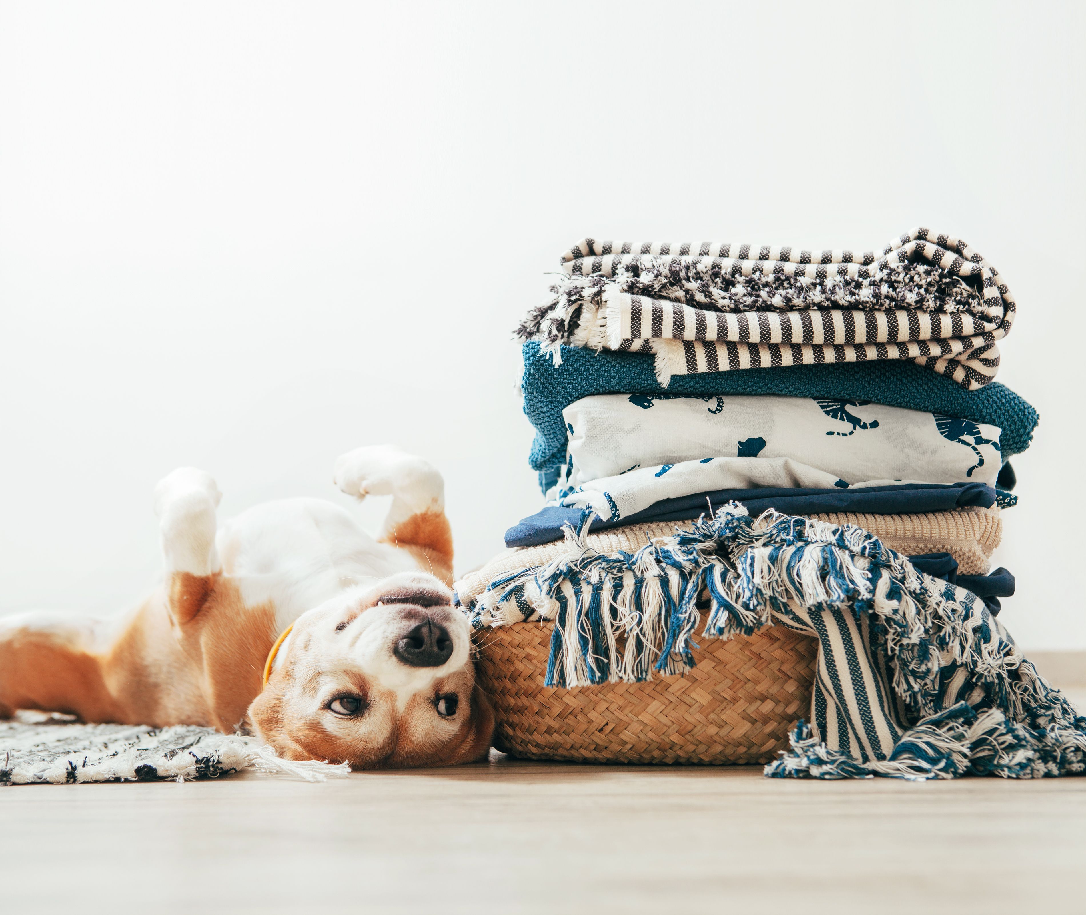 Laundry Dog Shutterstock 1157000422